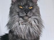 Maine Coon Deckkater - Seevetal