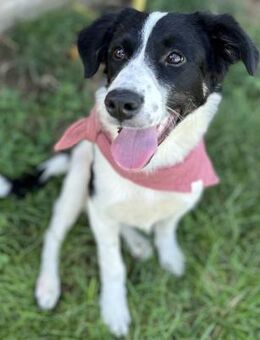 Connie - liebe Junghündin sucht Familie - Berlin
