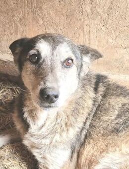 Sirius - ruhig und freundlich - Westerholt