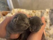 Britisch Langhaar babys mit Stammbaum - Vettweiß