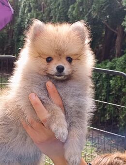 Pomeranian-Welpen an Tierliebhaber zu verkaufen - Bilten