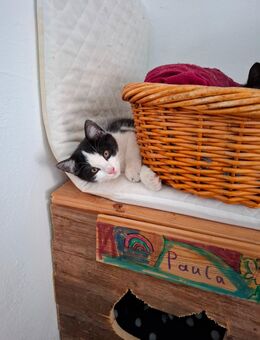 Bkh mix kitte Mädchen auszugbereit - Haßbergen