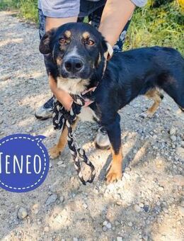 Teneo ein toller Rüde - Flörsheim-Dalsheim