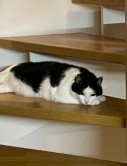 Kater Malte - Garching (München)