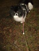 Zwergspitz Pomeranian in 24963