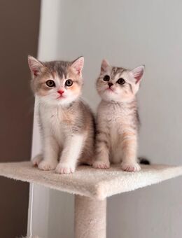 BKH Kitten mit Stammbaum! zwei Katzen noch Verfügbar - Wiesenau
