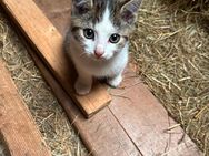 Zwei kleine Kater suchen ein neues Zuhause - Petersberg (Hessen)