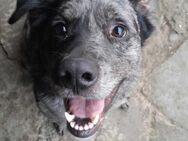 Hütehund Mix, lieb und aufgeweckt - Kappeln (Schleswig-Holstein)