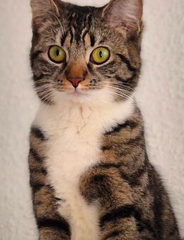 Katze Molly - Remscheid