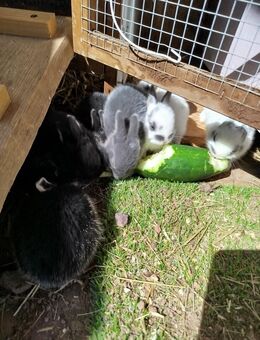 Kaninchenbabys - Wartmannsroth