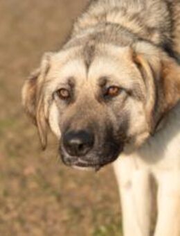 Eloy sucht seine Herzensmenschen - München