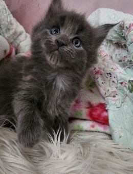 =^..^=Wunderbare Maine Coon kitten mit Stammbaum aus seriöser Zucht =^..^= - Bad Berleburg