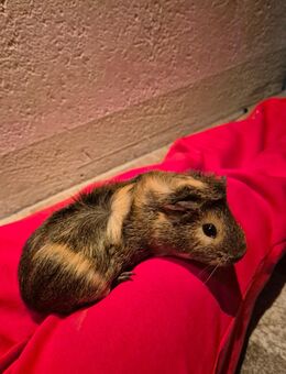 Meerschweinchen weibchen - Schwabach