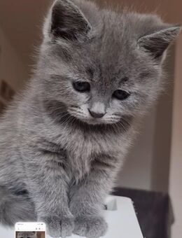 BKH Mix Babykatzen - Lahr (Schwarzwald)