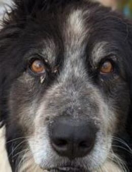 Liebenswerter Balu mit süßem Stehohr - München