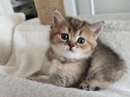 Reinrassige sehr hübsche BKH Kitten - Alfeld (Leine)