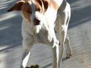 Colano verschmust lieb sucht Familie - Niedereschach