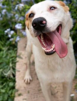 Agiler fröhlicher Sol sucht Familie - Leonberg (Baden-Württemberg)