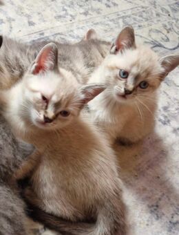 Siam - Kätzchen 12 Wochen Babykätzchen - Dettenheim