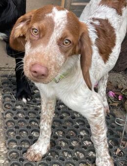 Verspielte Iza sucht eine Familie 💖 - Tornesch