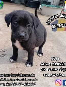 SPENCER-einer knuffiger als der andere - Waakirchen