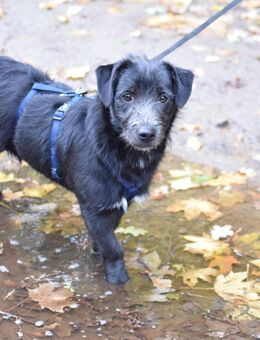 Unsere kleine Wasserratte Diddi, süßer Terrier-Mischling ,7 Monate alt , lieb und sehr verschmust , ca 35 cm groß - Angern