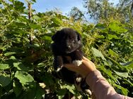 Australien Shepard Samojede Mix - Elbe-Parey