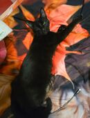 2 liebe Brüder suchen zusammen ein zu hause in 23558