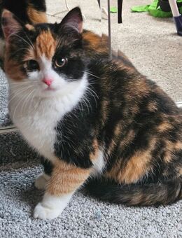 Katzenbaby, Kitten, Kätzchen, Katzenjunge weiblich abzugeben - Kröpelin