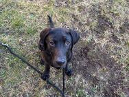 Labrador-Weimaraner - Halle (Saale)