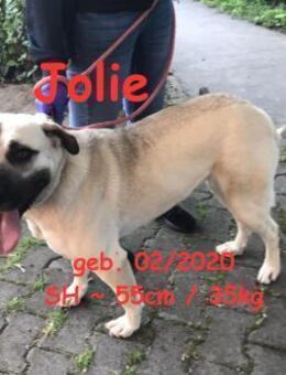 Jolie Lebensfreude pur - Rinteln