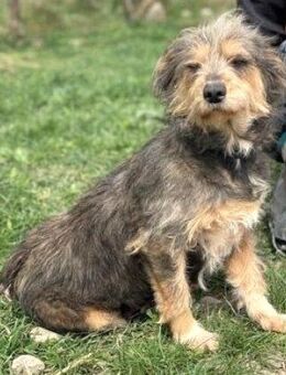 HEDWIG - ruhig & gelassen...... - Kempen