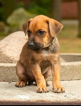 Belgischer-Schäferhund Mischlinge - Warmsen