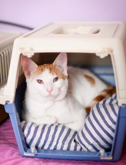Merlin aus dem Tierschutz - Grevenbroich