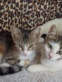 Florence & Kiera aus dem Tierschutz - Grevenbroich