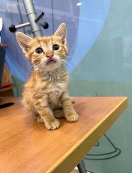 Garfield aus dem Tierschutz - Grevenbroich