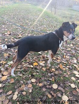 Nemo, sehr lieb und verträglich - Berlin