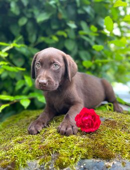 Labrador Welpen in Braun - Waldeck (Hessen)