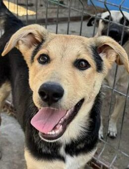 Ella sucht liebe Menschen - Neuhausen (Fildern)