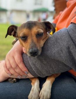 Mel - sanfte kleine Hündin - Speyer