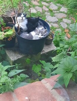 Kätzchen - Baumgarten