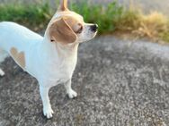 Chihuahua - Bad Langensalza