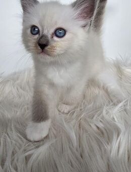 Ragdoll Kitten - Rülzheim