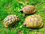 1,3 griechische Landschildkröten Zuchtgruppe - Köln