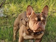 Deckrüde, Französische Bulldogge,.choco tan-new shade Magdeburg - Möckern Pabsdorf