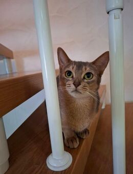 Erwachsene Abessinier Katze - Laichingen