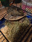 Degu jungtiere in 73079