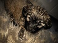 Shih Tzu Bolonka Welpen - Bad Bentheim Zentrum