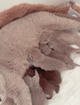 reinrassige BKH Kitten in Choclate/Brown und Lilac - Köln