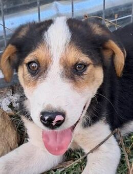 Welpe Alex -ein sanftmütiges Nesthäkchen - Krefeld